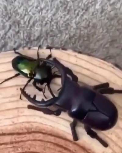 Kabuto, the doppelgänger wrecker