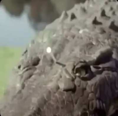 AL