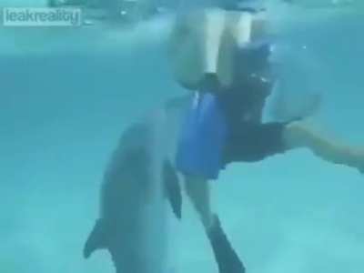 Bad Dolphin