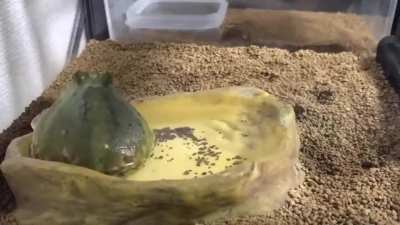 Frog Timelapse 🐸