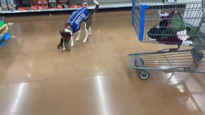 Gemini has a little too much fun with retrievals. He&rsquo;s still a good boy!