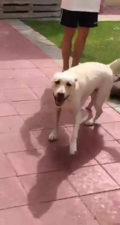 NONONONONONONO