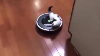 Kitten goes for a magic roomba ride