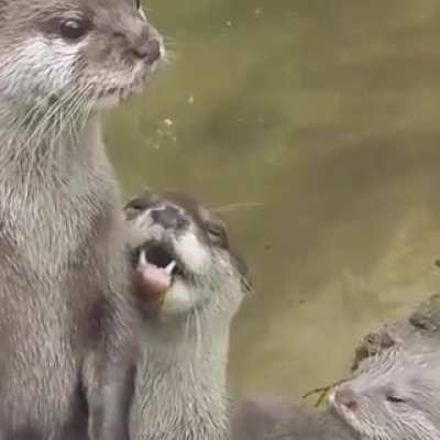 🦤 Quando o uirapuru canta, todas as outras aves se calam para ouvir t&atilde;o belo canto. Mas o uirapuru nem sempre foi um p&aacute;ssaro. 🦦