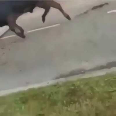 Bull goes crazy at 👮&zwj;♂️
