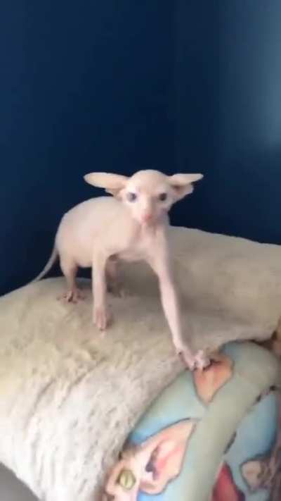 &ldquo;Gremlin Sphynx&rdquo; cat startled when woken from a deep sleep... 😡