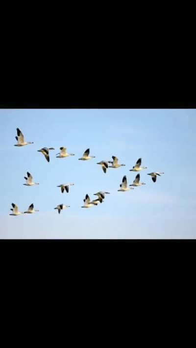 "the great migration" ahh