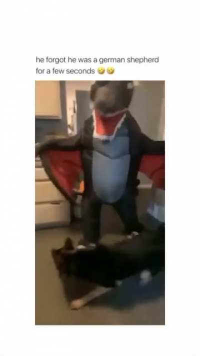 Surprising your pet