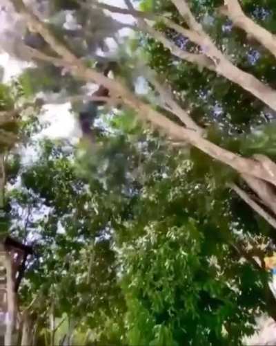 Jamaican Tarzan.
