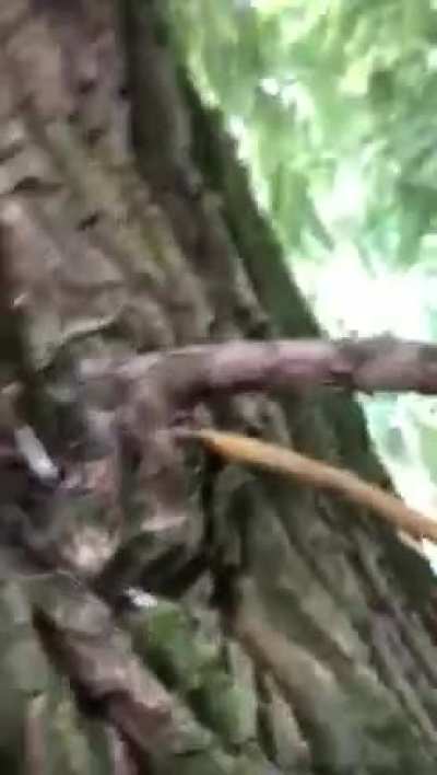 don't be scared it's just a raccoon