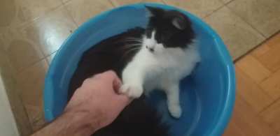 Mi gato se meti&oacute; en una palangana, la pel&iacute;cula