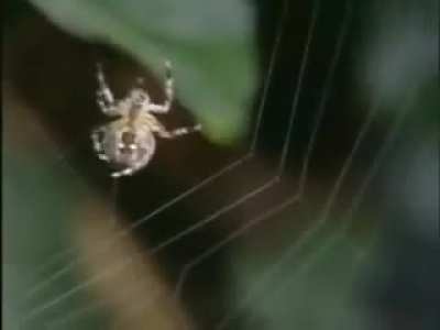 Spiders on drugs