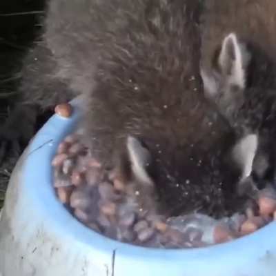 Feasting in Pawnee, Indiana