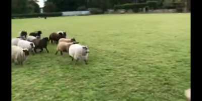 Worlds worst shepherd