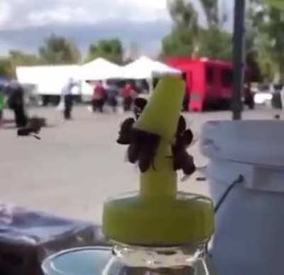 Bees work together to remove a bottle cap