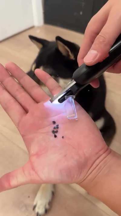 Home Nail Salon for Dogs AND Cats &mdash; No Appointments Needed 😄🐱🐶