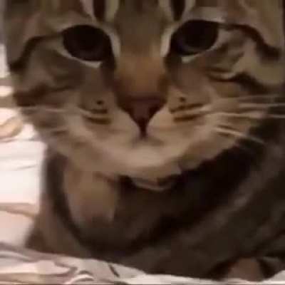 No, I don't want food.