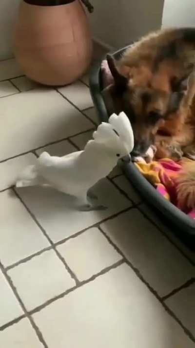 Dominant individual