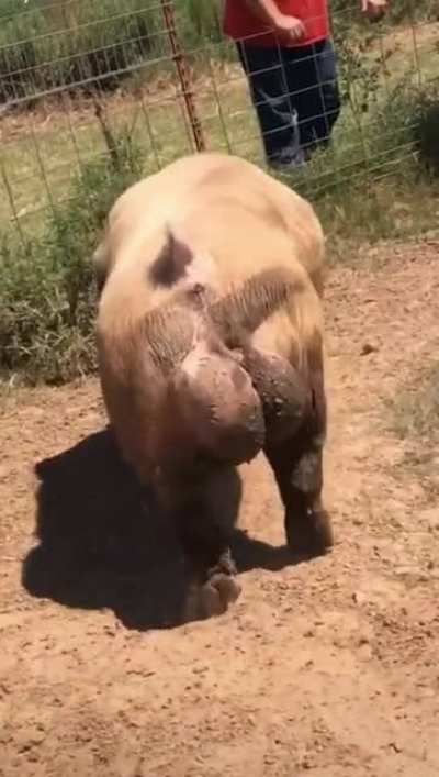 Papai pig &eacute; sacudo 😳