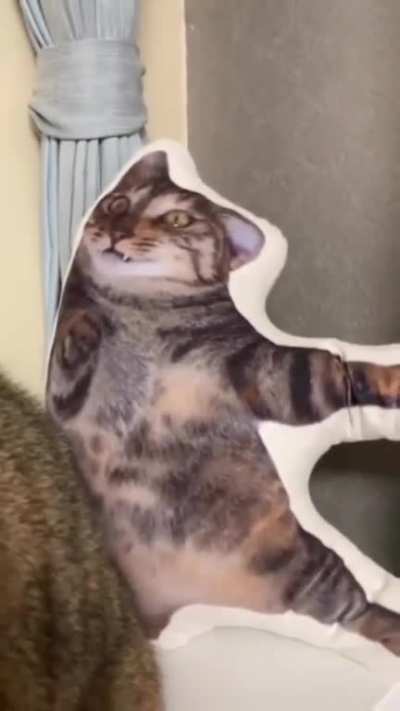 I don't think my cat is very happy with my present... He looks at me like, 'You think this is funny? 🤣