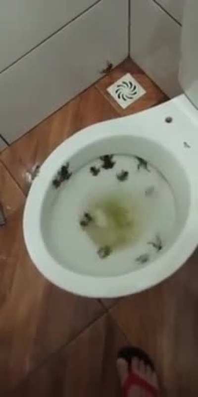 🚽🐸