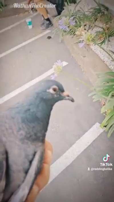 Guy saves a birb. 🐦