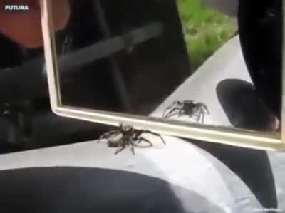 A spiders reaction when it sees itself infront of a mirror.