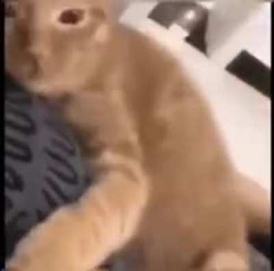 Kitten Cuddling Up There
