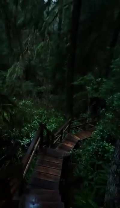 A walk amongst the treetops.