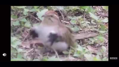 Let this bird perform the &ldquo;Help You Pass NNN&rdquo;ritual