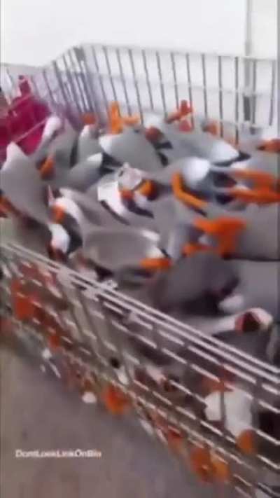 Pato