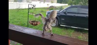 Big funk in small bird