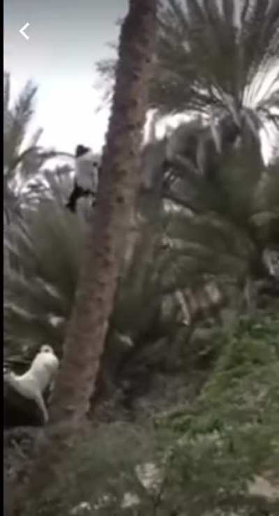 I don&rsquo;t really understand how, but here is a goat climbing vertically down a palm tree