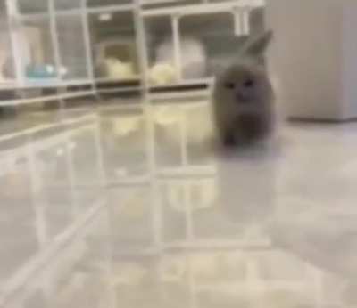 cat of the day 490 why