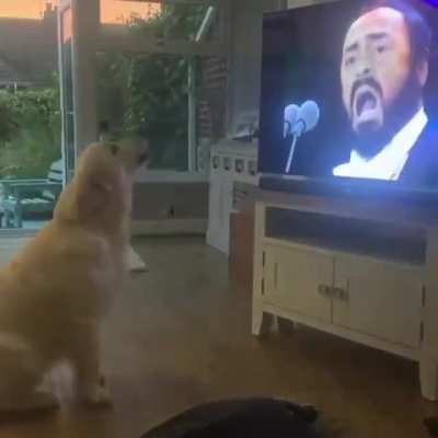 woof_irl