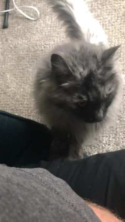 &lsquo;Scuse me, could I bother you for a singular pet?