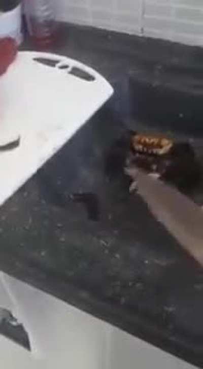 Crab Warrior lvl 27