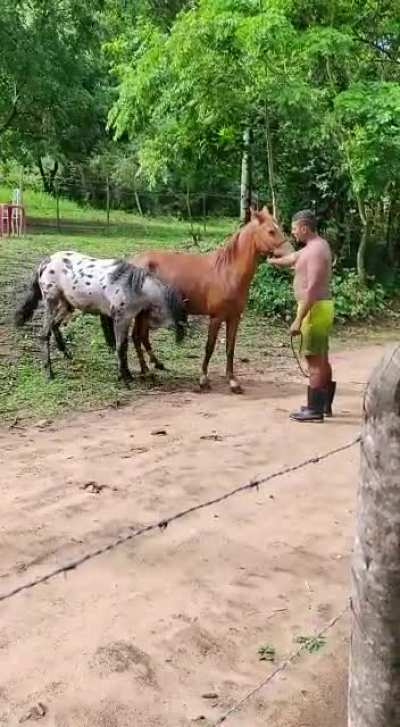 Horses best friend?