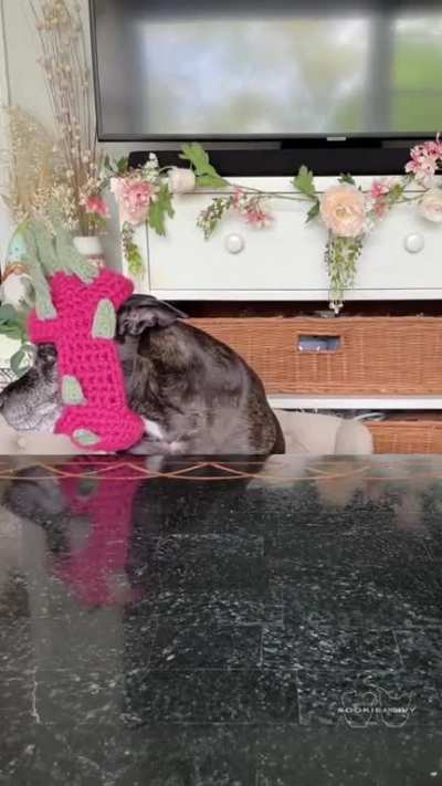 Doggos cut off barks