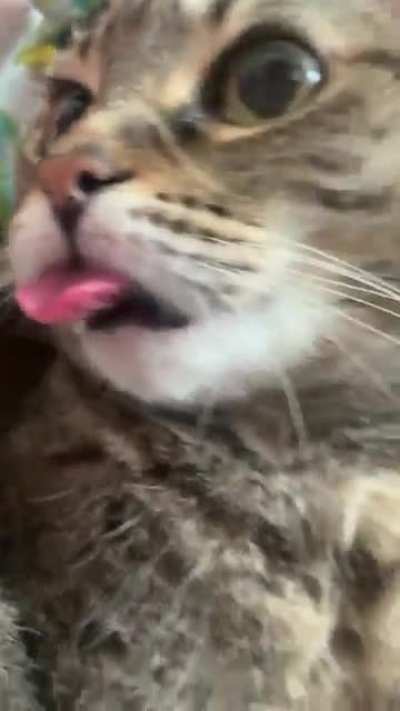May I present to you&hellip; my tongue.