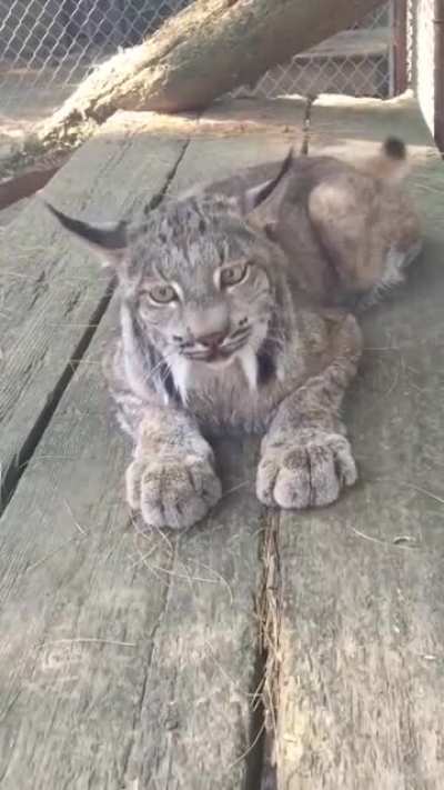 A LynxCat Meowing