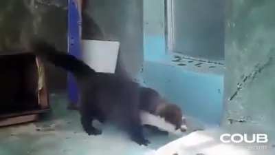 Please send otters cute videos I want cuteness overload. Here's one of my favorite