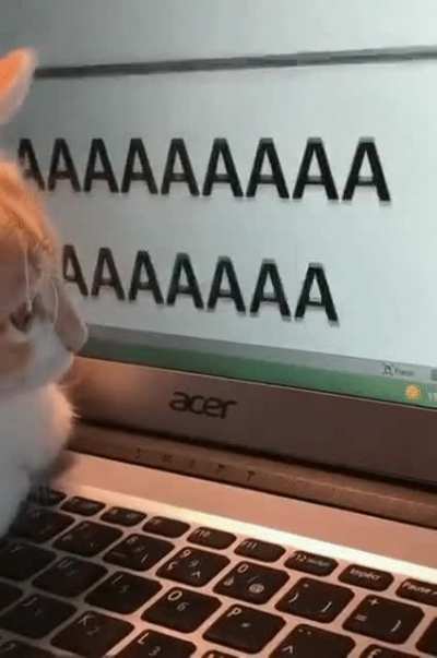 Cat tries using the keyboard