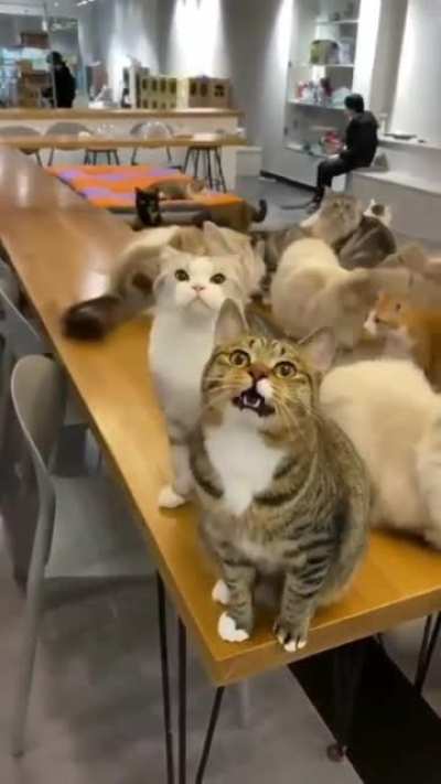 "Shut up and leave it to meow"