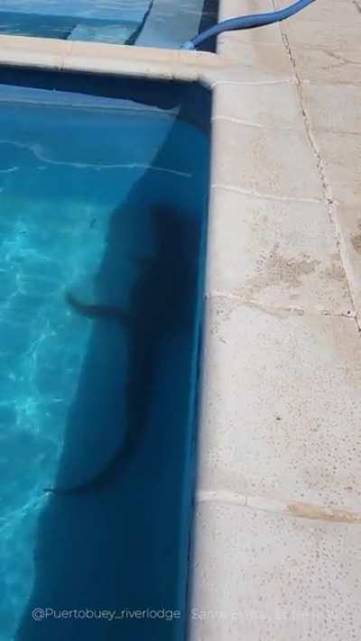 Apareció un Yacaré en una pileta y lo devolvieron a su hábitat natural