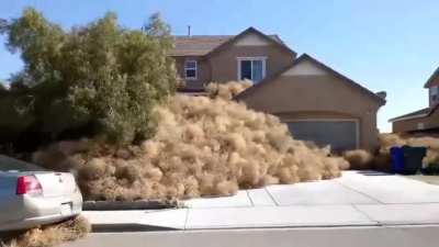 Thousands of tumbleweeds get stuck in a small town