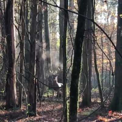 🔥 Big Bad Buck