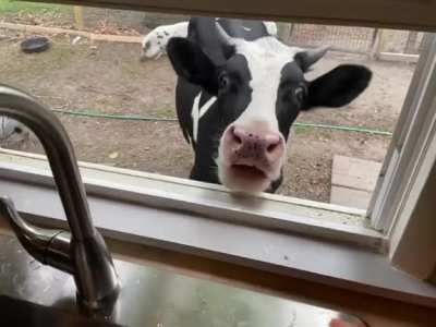 Jenna coming up to the window for a snack