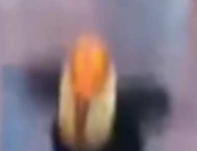 Toucan