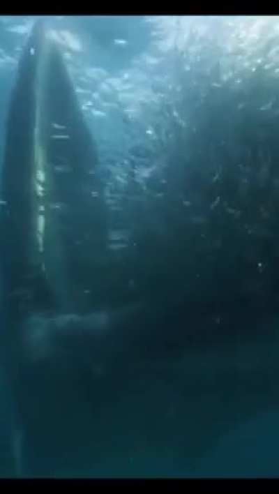 The shark said, 